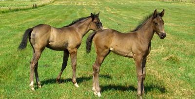 Coronea Babies