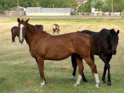 Elsa, Hanovarian TB Broodmare, Chestnut with 3 socks, bred to Coronea Loughine