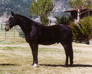 CORONEA LOUGHINE